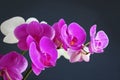 Orchid flower