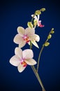 Orchid flower