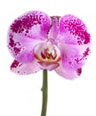 Orchid flower