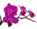 Orchid flower