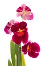 Orchid flower Royalty Free Stock Photo