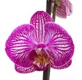 Orchid flower