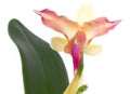 Orchid flower