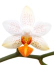 Orchid flower