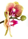 Orchid flower