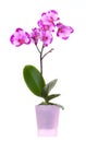 Orchid flower Royalty Free Stock Photo