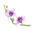 modest branch with small pink watercolor orchids with buds Royalty Free Stock Photo