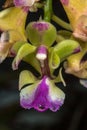 Aerides Orchid Flower Royalty Free Stock Photo