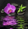 Orchid flower and bamboo reflected in a water Royalty Free Stock Photo