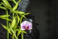 Beautiful spa composition: orchid flower and bamboo stems on the wet black slate background with copy space Royalty Free Stock Photo