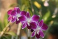 Orchid flower Royalty Free Stock Photo