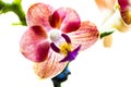 Orchid flower Royalty Free Stock Photo