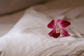 Orchid flower on bed