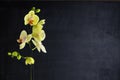 orchid flower in the black background