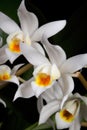 Orchid flower on black (Coelogyne mooreana)