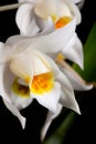 Orchid flower on black (Coelogyne mooreana)