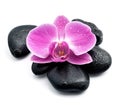 Orchid flower on black stones. Royalty Free Stock Photo