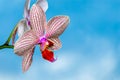 Orchid flower bloom with blue sky background Royalty Free Stock Photo