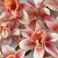 Orchid flower blooming from top view beautiful close up of orchid blossom in full bloom