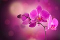 Orchid Flower border design Royalty Free Stock Photo