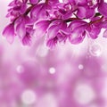 Orchid Flower border design close up Royalty Free Stock Photo