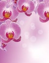 Orchid Royalty Free Stock Photo