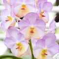 Orchid flower Royalty Free Stock Photo