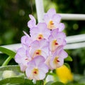 Orchid flower Royalty Free Stock Photo