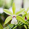 Orchid flower Royalty Free Stock Photo