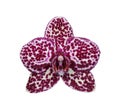 Orchid flower closeup isolated on white background Royalty Free Stock Photo