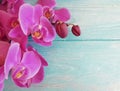 Orchid flower colored wooden fragility frame decoration Royalty Free Stock Photo