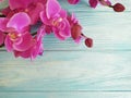 orchid flower on colored wooden frame Royalty Free Stock Photo