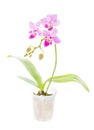 Orchid flower in flowerpot Royalty Free Stock Photo