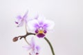 Orchid flower Royalty Free Stock Photo