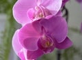An Orchid flower as beautiful as life.