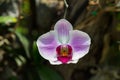 Orchid flower in the garden , nature background or wallpaper