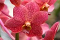 Orchid flower in garden at spring time .Vanda orchid Royalty Free Stock Photo