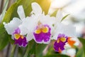 Orchid flower in orchid garden at winter or spring day for beauty and agriculture concept design. Cattleya Orchid