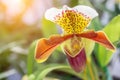 Orchid flower in orchid garden at winter or spring day for beauty design. Paphiopedilum Orchidaceae. or Lady`s Slipper Royalty Free Stock Photo