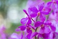 Orchid flower in orchid garden at winter or spring day for postcard beauty and agriculture design. Mokara Orchidaceae