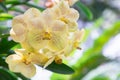 Orchid flower in orchid garden at winter or spring day. Vanda Orchid Royalty Free Stock Photo