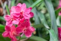 Orchid flower in orchid garden at winter or spring day. Vanda Orchid Royalty Free Stock Photo