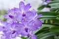 Orchid flower in orchid garden at winter or spring day for postcard beauty and agriculture idea concept design. Vanda Orchid Royalty Free Stock Photo