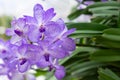 Orchid flower in garden at winter or spring day. Vanda Orchid. Royalty Free Stock Photo