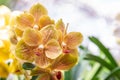 Orchid flower in garden at winter or spring day. Vanda Orchid Royalty Free Stock Photo