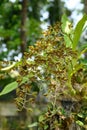 Orchid flower (Grammatophyllum speciosum blume)