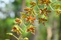 Orchid flower (Grammatophyllum speciosum blume)