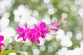 Orchid flower on green bokeh