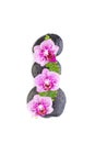 Orchid flower, green leaves and zen back stones isolated on white Royalty Free Stock Photo