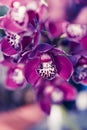 Phalaenopsis orchid macro